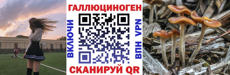 Псилоцибиновые грибы Psilocybine cubensis  как найти   площадка клад  Новомичуринск 